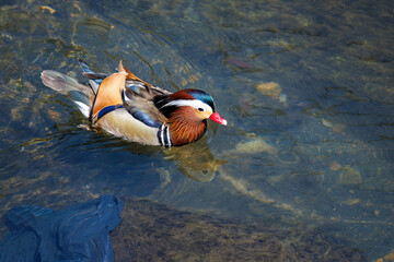 美しいオシドリ（カモ科）
英名学名：Mandarin Duck,  Aix...