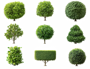 A collection of trees in various sizes and shapes