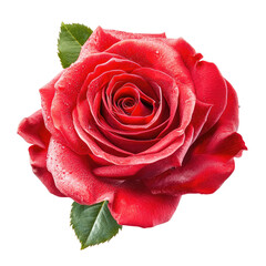 A single, vibrant red rose with dew drops