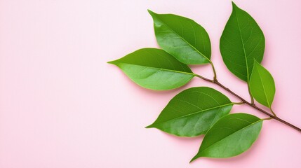 Obraz premium Vibrant green leaves with water droplets arranged on a soft pink background. The image offers a clean, natural aesthetic with copy space.