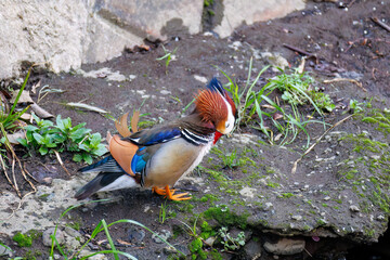 美しいオシドリ（カモ科）
英名学名：Mandarin Duck,  Aix...