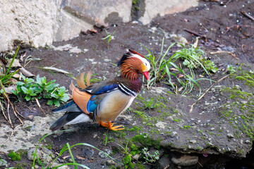美しいオシドリ（カモ科）
英名学名：Mandarin Duck,  Aix galericulata
クレソン（アブラナ科）やフキ（キク科）が生える美しいせせらぎ。
二ヶ領用水中原区川崎市神奈川県-2025
