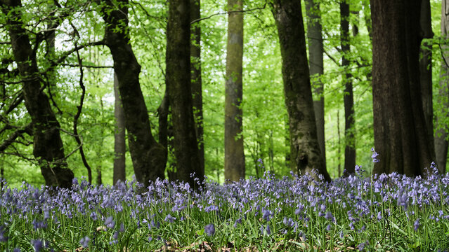 Bluebells in natral setting
