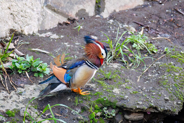 美しいオシドリ（カモ科）
英名学名：Mandarin Duck,  Aix galericulata
クレソン（アブラナ科）やフキ（キク科）が生える美しいせせらぎ。
二ヶ領用水中原区川崎市神奈川県-2025
