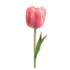 Fototapeta premium A single, light pink tulip with a green stem and leaf, isolated on a black background