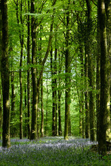 Bluebell Wood