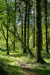 Path in forest