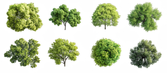 A collection of trees in various sizes and shapes