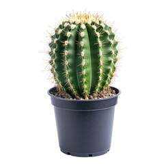A vibrant green spherical cactus in a dark pot, showcasing its dense, radiating spines