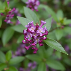 Fototapeta premium Purple Daphne mezereum or mezereon in flower.