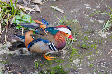 美しいオシドリ（カモ科）
英名学名：Mandarin Duck,  Aix...