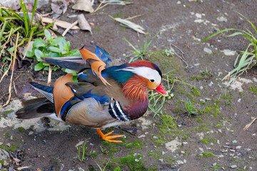美しいオシドリ（カモ科）
英名学名：Mandarin Duck,  Aix...