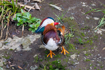 美しいオシドリ（カモ科）
英名学名：Mandarin Duck,  Aix...