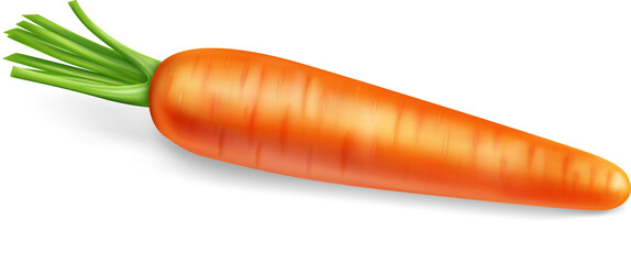 3d Realistic Carrot
