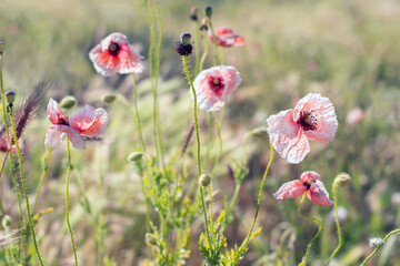 Red poppies in the field