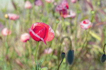Red poppy flower in a field closeup