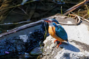 餌を捕らえるために川に飛び込む可愛いカワセミ（カワセミ科）
英名学名：Kingfisher (Alcedo atthis) 
二ヶ領用水中原区川崎市神奈川県-2025
