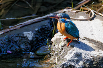 餌を捕らえるために川に飛び込む可愛いカワセミ（カワセミ科）
英名学名：Kingfisher (Alcedo atthis) 
二ヶ領用水中原区川崎市神奈川県-2025
