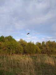 Aerial view of a Stork bird flying over a meadow with trees and grass