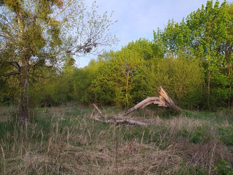 Fallen tree in the middle of the meadow in spring.