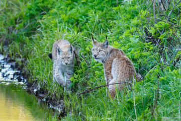 Two young Eurasian lynxes (Lynx lynx) in the wild