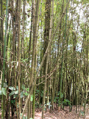 Dense Bamboo Grove with Sunlight Filtering Through Tall Stalks