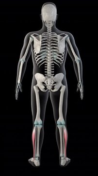 Fibularis Longus Muscles on Whole Human Body Vertical Video