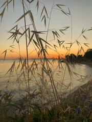 Coastal Sunset with Wild Grasses and Sea in Soft Focus