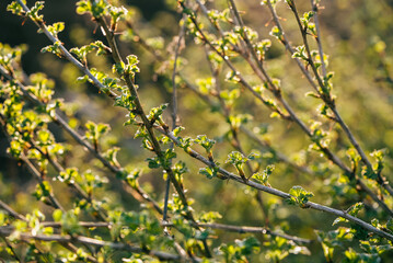 Sunlight illuminates the vibrant green leaves sprouting on branches of a bush, symbolizing the renewal and growth of nature during springtime