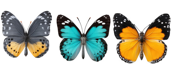 Obraz premium Three vibrant butterflies showcasing diverse colors and patterns against a white background