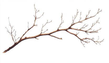 Detailed Close Up of a Bare Brown Tree Branch Against White Background