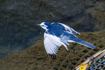セグロセキレイ, Japanese Pied Wagtail, Motacilla grandis, セキレイ科,
二ヶ領用水中原区川崎市神奈川県-2025
