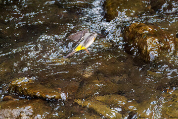 キセキレイ, Grey Wagtail (Motacilla cinerea), セキレイ科,
二ヶ領用水中原区川崎市神奈川県-2025
