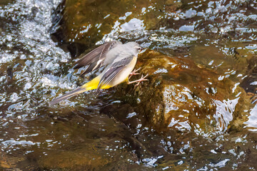 キセキレイ, Grey Wagtail (Motacilla cinerea), セキレイ科,
二ヶ領用水中原区川崎市神奈川県-2025
