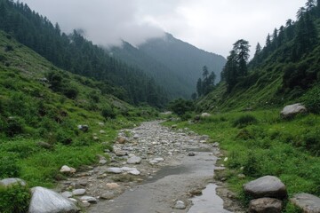 Misty valley with a stream