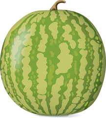 Yellow Doll Watermelon. Citrullus lanatus. Fruits and vegetables. Isolated vector illustration.