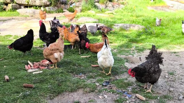 Galinhas a alimentarem-se ao ar livre numa fazenda rural num dia ensolarado