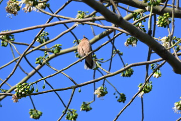 Brahminy starling or brahminy myna sitting on White Silk Cotton Tree. This bird is sucking the nectar of the flower of the White Silk Cotton Tree. Sturnia pagodarum. Member of the starling family.

