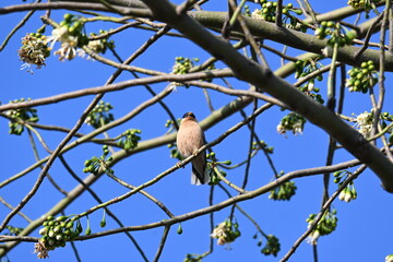 Brahminy starling or brahminy myna sitting on White Silk Cotton Tree. This bird is sucking the nectar of the flower of the White Silk Cotton Tree. Sturnia pagodarum. Member of the starling family.
