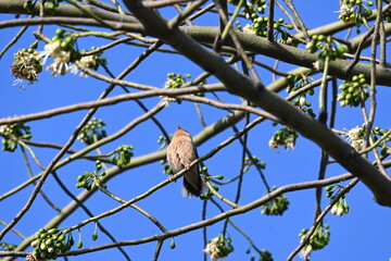 Brahminy starling or brahminy myna sitting on White Silk Cotton Tree. This bird is sucking the nectar of the flower of the White Silk Cotton Tree. Sturnia pagodarum. Member of the starling family.
