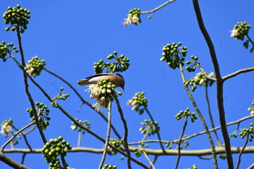 Brahminy starling or brahminy myna sitting on White Silk Cotton Tree. This bird is sucking the nectar of the flower of the White Silk Cotton Tree. Sturnia pagodarum. Member of the starling family.
