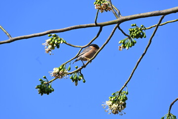 Brahminy starling or brahminy myna sitting on White Silk Cotton Tree. This bird is sucking the nectar of the flower of the White Silk Cotton Tree. Sturnia pagodarum. Member of the starling family.
