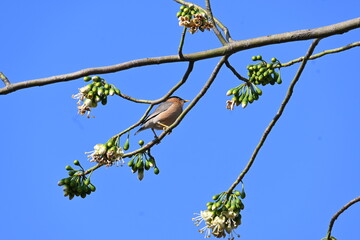 Brahminy starling or brahminy myna sitting on White Silk Cotton Tree. This bird is sucking the nectar of the flower of the White Silk Cotton Tree. Sturnia pagodarum. Member of the starling family.
