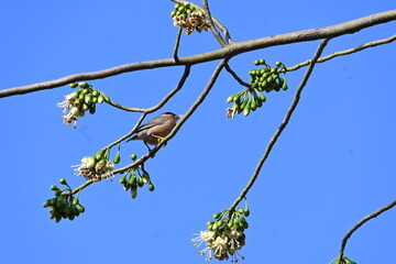 Brahminy starling or brahminy myna sitting on White Silk Cotton Tree. This bird is sucking the nectar of the flower of the White Silk Cotton Tree. Sturnia pagodarum. Member of the starling family.
