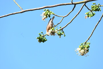 Brahminy starling or brahminy myna sitting on White Silk Cotton Tree. This bird is sucking the nectar of the flower of the White Silk Cotton Tree. Sturnia pagodarum. Member of the starling family.
