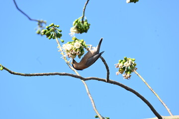 Brahminy starling or brahminy myna sitting on White Silk Cotton Tree. This bird is sucking the nectar of the flower of the White Silk Cotton Tree. Sturnia pagodarum. Member of the starling family.
