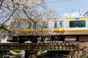 JR南武線が水面のすぐ上の橋を通過することで有名。
二ヶ領用水桜まつり。
用水沿いで満開に咲く美しいソメイヨシノ（桜・バラ科）
川岸でお花見宴会をする人々や
撮影する観光客もたくさんいる。
二ヶ領用水中原区川崎市神奈川県-2025
