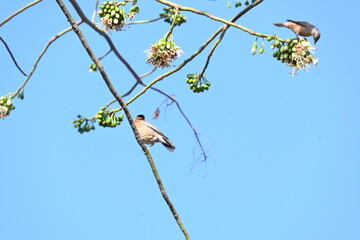 Brahminy starling or brahminy myna sitting on White Silk Cotton Tree. This bird is sucking the nectar of the flower of the White Silk Cotton Tree. Sturnia pagodarum. Member of the starling family.
