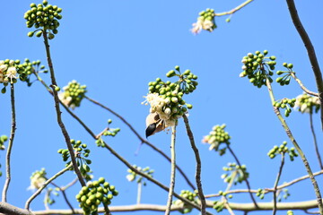 Brahminy starling or brahminy myna sitting on White Silk Cotton Tree. This bird is sucking the nectar of the flower of the White Silk Cotton Tree. Sturnia pagodarum. Member of the starling family.
