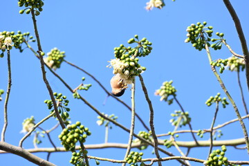 Brahminy starling&nbsp;or&nbsp;brahminy myna sitting on White Silk Cotton Tree. This bird is sucking the nectar of the flower of the White Silk Cotton Tree. Sturnia pagodarum. Member of the&nbsp;starling&nbsp;family.
